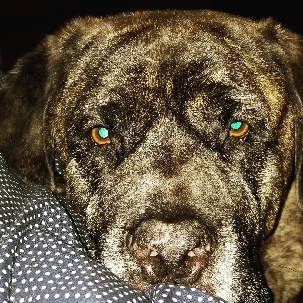 Meet your Posher, Catrini